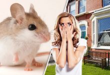 شركة مكافحة الفئران ببريدة - 0591016571 - لؤلؤة القصيم 5 افضل شركة مكافحة الفئران ببريدة