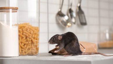 شركة مكافحة حشرات بعنيزة - لؤلؤة القصيم - اتصل الان - 0591016571 1 شركة تنظيف سجاد وموكيت ببريده شركة رش مبيدات بعنيزة