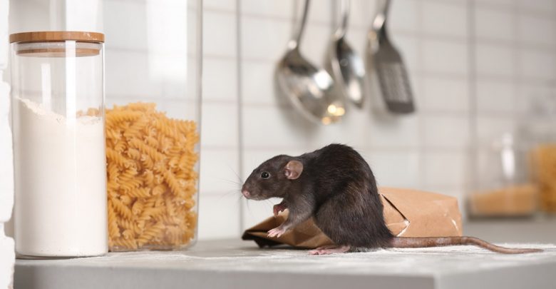 شركة مكافحة حشرات بعنيزة - لؤلؤة القصيم - اتصل الان - 0591016571 1 شركة تنظيف سجاد وموكيت ببريده شركة رش مبيدات بعنيزة