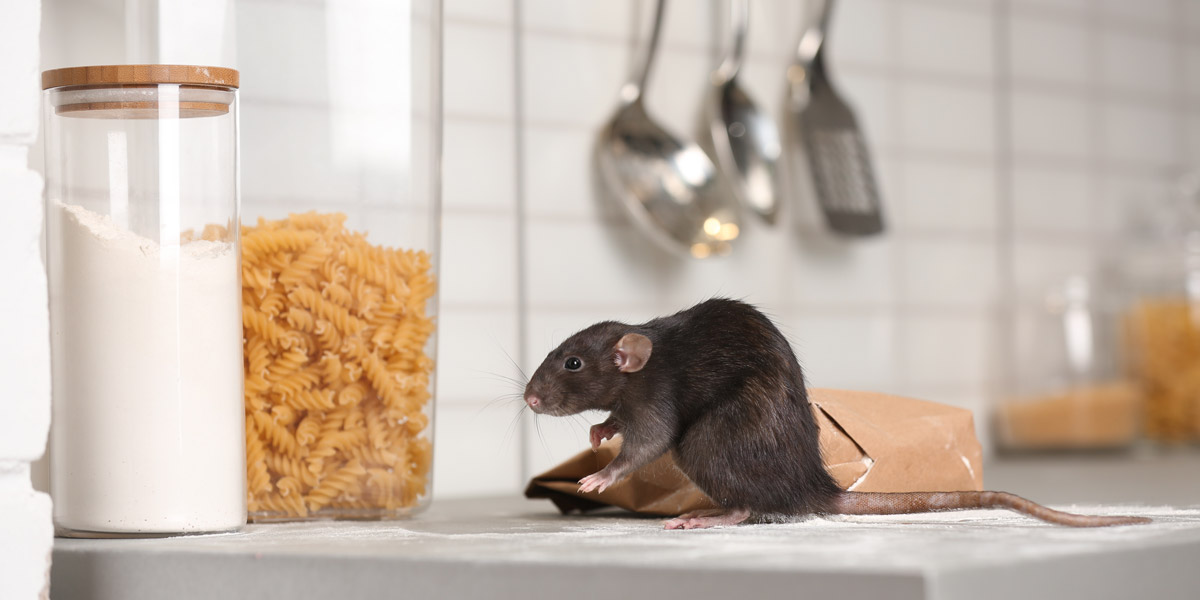 شركة مكافحة حشرات بعنيزة - لؤلؤة القصيم - اتصل الان - 0591016571 1 شركة تنظيف سجاد وموكيت ببريده شركة رش مبيدات بعنيزة